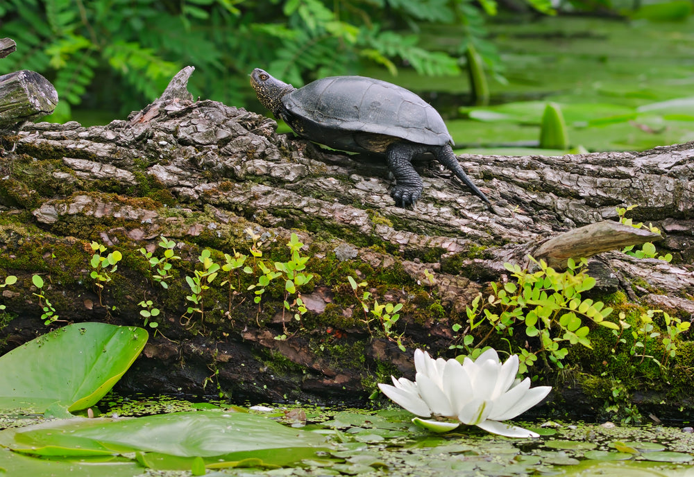 pond algae control